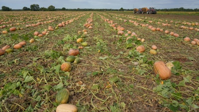 Pumpkins in a field on Bill Sahs' farm, Atlanta, Ill., Sept. 12, 2022.