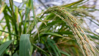 Cultivated rice grown at the Jeanette Goldfarb Plant Growth Facility, Washington University, St. Louis.