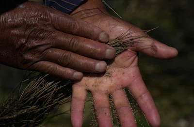 Juan Hernandez cleans ahuautle, known as the Mexican caviar, in Texcoco, near to Mexico City, Tuesday, Sept. 20, 2022. 'Cleaning is a process that takes a lot of work,' said Hernández, as he rubs his hand over the sticks to remove the eggs, which he then places on a piece of cloth.