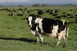 Dairy cows graze on a farm near Oxford, New Zealand, Oct. 8, 2018.