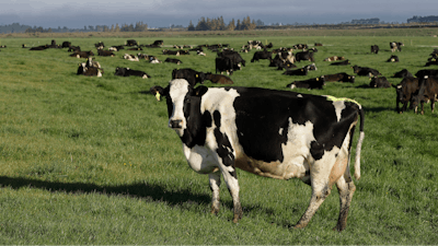 Dairy cows graze on a farm near Oxford, New Zealand, Oct. 8, 2018.