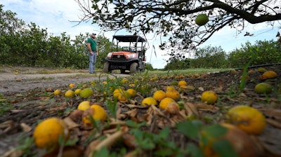Roy Petteway looks at damage to his citrus grove, Zolfo Springs, Fla., Oct. 12, 2022.