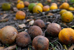 Oranges rot on the ground after they were knocked off trees by Hurricane Ian, Zolfo Springs, Fla., Oct. 12, 2022.