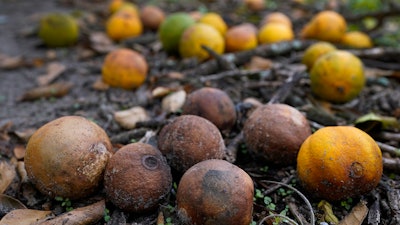 Oranges rot on the ground after they were knocked off trees by Hurricane Ian, Zolfo Springs, Fla., Oct. 12, 2022.