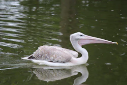 A pink-backed pelican at the Henry Doorly Zoo and Aquarium, Omaha, Neb.