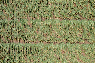 View of a damaged plantain farm following Hurricane Fiona, Guayama, Puerto Rico, Sept. 20, 2022.