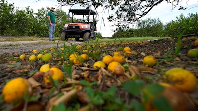 Farmer Roy Petteway looks at the damage to his citrus grove from the effects of Hurricane Ian on Oct. 12, 2022, Zolfo Springs, Fla.