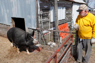 Chris Petersen looks at a Berkshire hog in a pen on his farm on April 17, 2020, near Clear Lake, Iowa. COVID-19 has created problems for all meat producers, but pork farmers have been hit especially hard. The federal government announced Tuesday, Oct. 18, 2022, a program that will provide $1.3 billion in debt relief for about 36,000 farmers who have fallen behind on loan payments or face foreclosure.