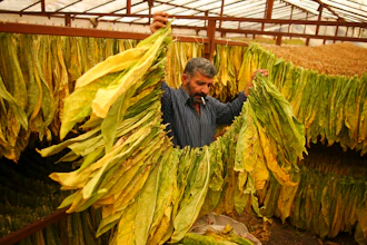 Bakiye Durmus hangs tobacco leaves to dry during the harvest season in Doganli village, Adiyaman province, southeast Turkey, Tuesday, Sept. 27, 2022. Official data released Monday Oct. 3, 2022 shows consumer prices rise 83.45% from a year earlier, further hitting households already facing high energy, food and housing costs. Experts say the real rate of inflation is much higher than official statistics, at an eye-watering 186%.