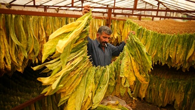 Bakiye Durmus hangs tobacco leaves to dry during the harvest season in Doganli village, Adiyaman province, southeast Turkey, Tuesday, Sept. 27, 2022. Official data released Monday Oct. 3, 2022 shows consumer prices rise 83.45% from a year earlier, further hitting households already facing high energy, food and housing costs. Experts say the real rate of inflation is much higher than official statistics, at an eye-watering 186%.