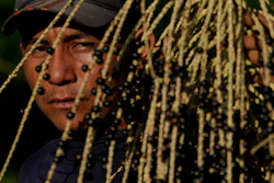 Alcindo Farias Junior shows acai fruit, Vila de Sao Pedro, Brazil, Sept. 11, 2022.