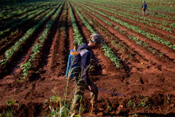 A man applies pesticide to a field in Batabano, Cuba, Oct. 25, 2022.