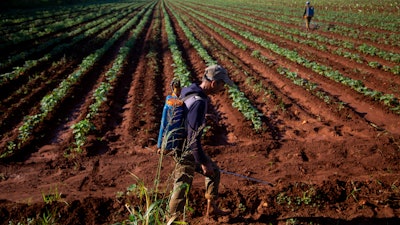 A man applies pesticide to a field in Batabano, Cuba, Oct. 25, 2022.