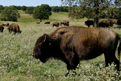 A herd of bison grazes during midday at a Cherokee Nation ranch in northeastern Oklahoma, Sept. 27, 2022.