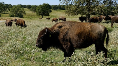 A herd of bison grazes during midday at a Cherokee Nation ranch in northeastern Oklahoma, Sept. 27, 2022.