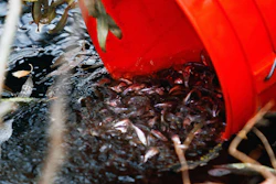A bucket of least chub are released at Darwin Bundy's property in Fairfield, Utah, Nov. 19, 2013.