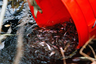 A bucket of least chub are released at Darwin Bundy's property in Fairfield, Utah, Nov. 19, 2013.
