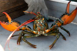 A lobster caught off Spruce Head, Maine, Aug. 31, 2021.