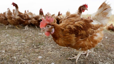 Chickens walk in a fenced pasture at an organic farm in Iowa on Oct. 21, 2015.