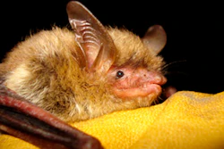 Undated photo of a northern long-eared bat.