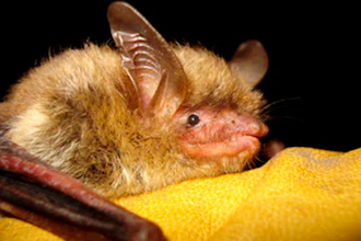 Undated photo of a northern long-eared bat.