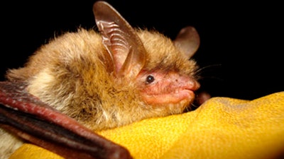 Undated photo of a northern long-eared bat.