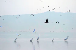 Birds take flight in the Sonny Bono Salton Sea National Wildlife Refuge, Calipatria, Calif., July 15, 2021.