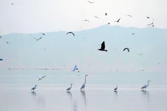 Birds take flight in the Sonny Bono Salton Sea National Wildlife Refuge, Calipatria, Calif., July 15, 2021.