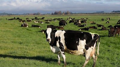 Dairy cows graze on a farm near Oxford, New Zealand, on Oct. 8, 2018. New Zealand scientists are coming up with some surprising solutions for how to reduce methane emissions from farm animals.