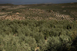 Olive grove in Quesada, Spain, Oct. 28, 2022.