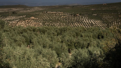 Olive grove in Quesada, Spain, Oct. 28, 2022.