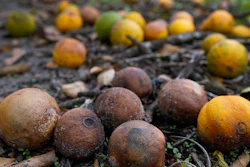 Oranges on the ground at a farm in Zolfo Springs, Fla., Oct. 12, 2022.