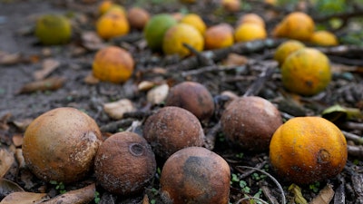 Oranges on the ground at a farm in Zolfo Springs, Fla., Oct. 12, 2022.
