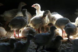 Turkeys on a farm near Manson, Iowa, Aug. 10, 2015.
