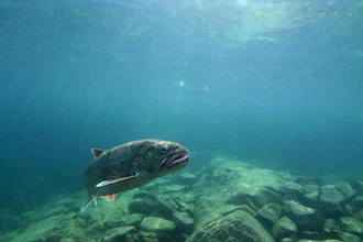 A lake trout swims in Lake Superior off Isle Royale, Mich., Sept. 12, 2018.