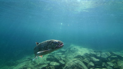 A lake trout swims in Lake Superior off Isle Royale, Mich., Sept. 12, 2018.