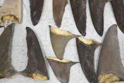 Confiscated shark fins displayed during a news conference, Feb. 6, 2020, Doral, Fla.