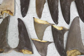Confiscated shark fins displayed during a news conference, Feb. 6, 2020, Doral, Fla.