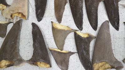 Confiscated shark fins displayed during a news conference, Feb. 6, 2020, Doral, Fla.