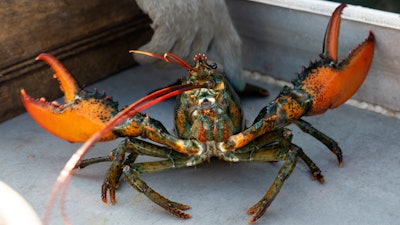 A lobster rears its claws after being caught off Spruce Head, Maine, Aug. 31, 2021.