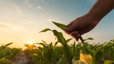 Corn Growing Ethanol Istock
