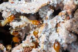 Termites in a fungus garden.