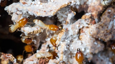 Termites in a fungus garden.