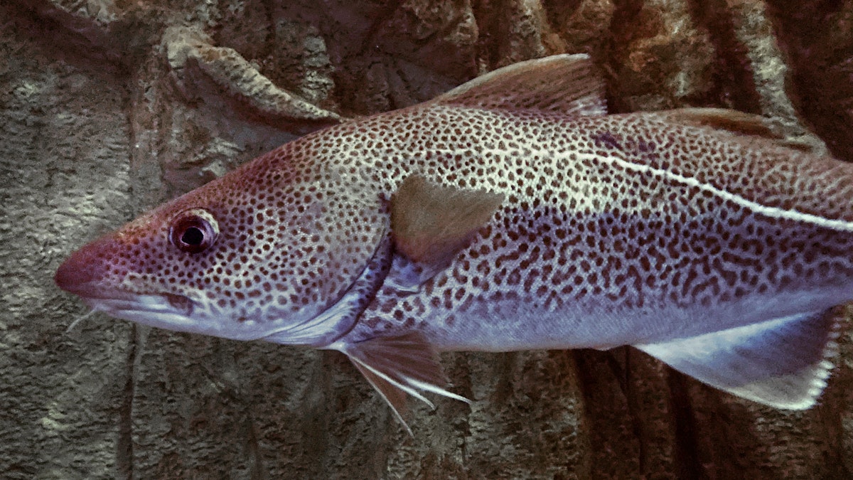 Fishing Plan Could Restore Atlantic Cod in New England | Food Manufacturing