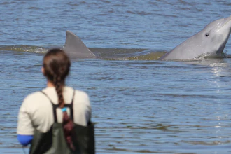 In this 2013 photo provided by Oregon State University, researchers collect data about dolphin-fishermen interaction, Laguna, Brazil.