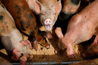 Pigs eat from a trough at the Las Vegas Livestock pig farm in Las Vegas, April 2, 2019. The U.S. Environmental Protection Agency says it will study whether to toughen regulation of large livestock farms that release manure and other pollutants into waterways. EPA has not revised its rules dealing with the nation's largest animal operations — which hold thousands of hogs, chickens and cattle — since 2008. The agency said in 2021 it planned no changes but announced Friday, Jan. 20, 2023, that it had reconsidered in response to an environmental group's lawsuit.