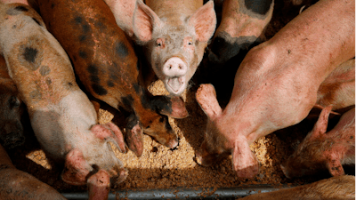 Pigs eat from a trough at the Las Vegas Livestock pig farm in Las Vegas, April 2, 2019. The U.S. Environmental Protection Agency says it will study whether to toughen regulation of large livestock farms that release manure and other pollutants into waterways. EPA has not revised its rules dealing with the nation's largest animal operations — which hold thousands of hogs, chickens and cattle — since 2008. The agency said in 2021 it planned no changes but announced Friday, Jan. 20, 2023, that it had reconsidered in response to an environmental group's lawsuit.