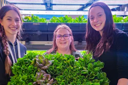Student technicians Desiree Veeser, Presley Kasten and Lilly Franzen harvesting food direct to the cafeteria.
