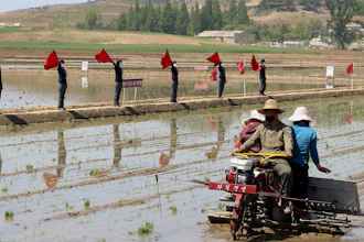 Farmers plant rice at Chongsan Cooperative Farm in Kangso District, Nampho, North Korea, May 9, 2022.