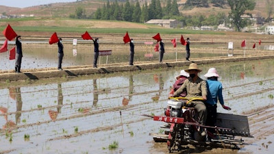 Farmers plant rice at Chongsan Cooperative Farm in Kangso District, Nampho, North Korea, May 9, 2022.